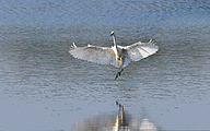 Great white egret (Ardea alba)